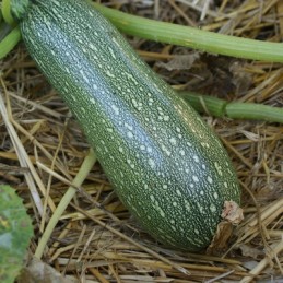 Courgette "Petite Grise...