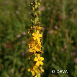 Fleur de Bach Agrimony / Aigremoine Deva