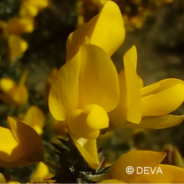 Fleur de Bach Gorse / Ajonc Deva