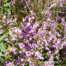 Fleur de Bach Heather / Bruyère Deva