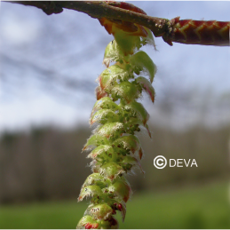 Fleur de Bach Hornbeam / Charme Deva