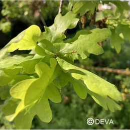 Fleur de Bach Oak / Chêne Deva