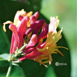 Fleur de Bach Honeysuckle / Chèvrefeuille Deva