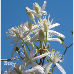 Fleur de Bach Clematis / Clematite Deva
